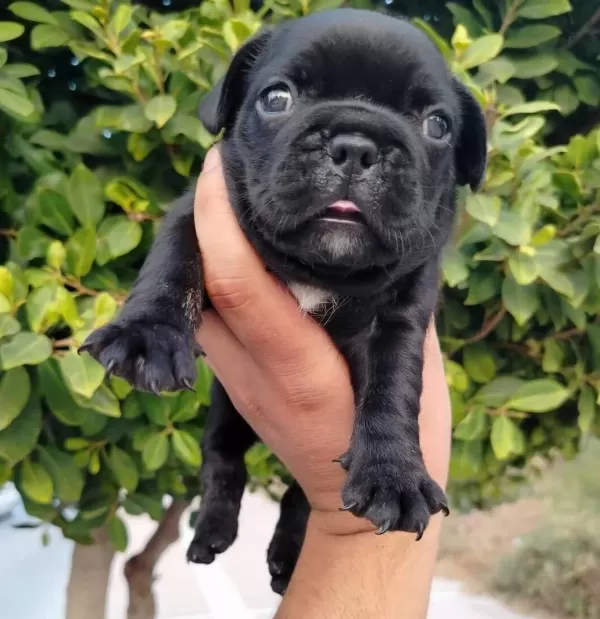 Siyah Beyaz Maskeli French Buldog Yavruları