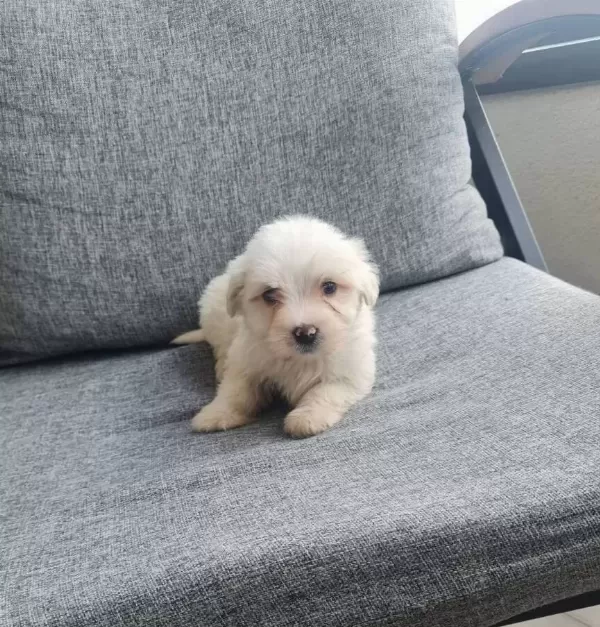 Maltese Terrier Minyatür Minnaklarım