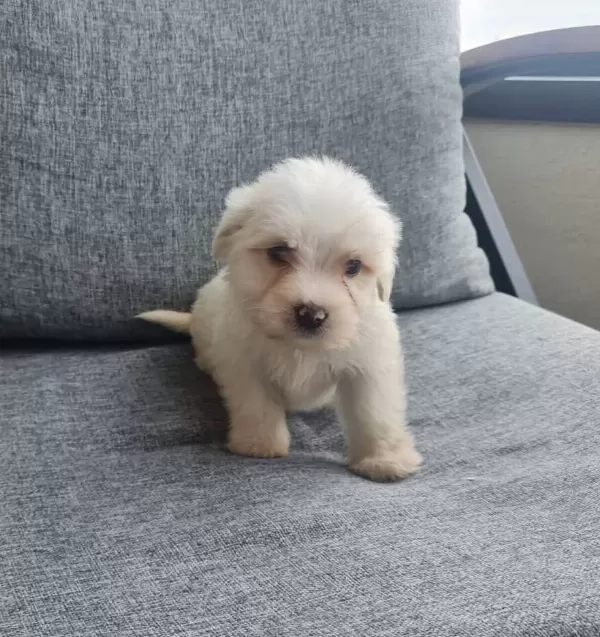 Maltese Terrier Minyatür Minnaklarım