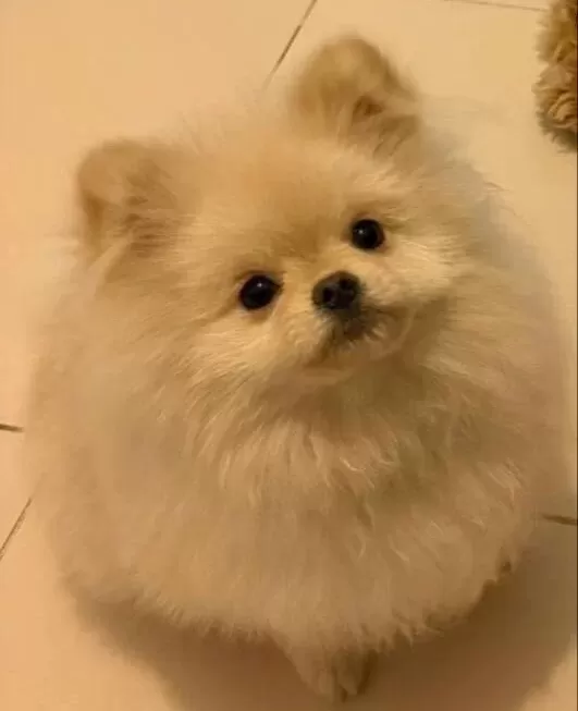 Oyuncu Pomeranian Boo Yavrusu