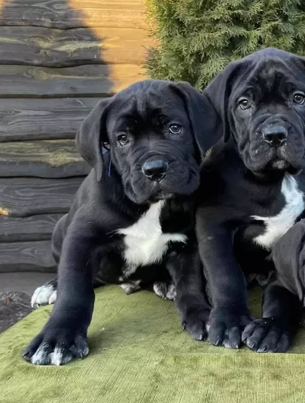 Safkan Koca Kafalı Dev Canecorso Yavruları