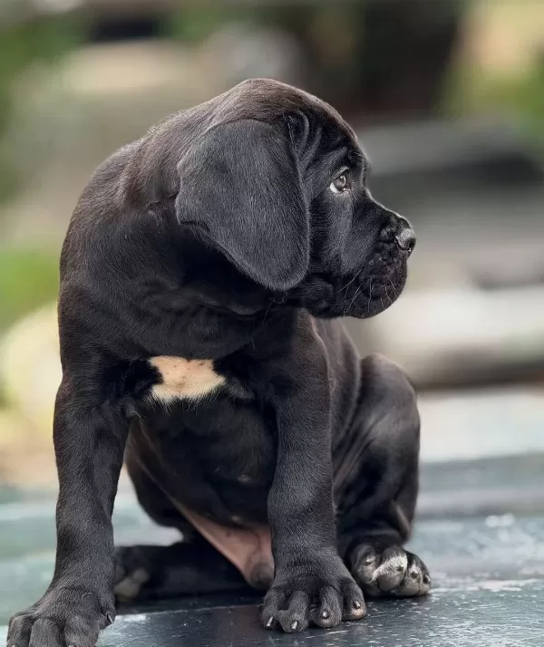 Safkan Koca Kafalı Dev Canecorso Yavruları