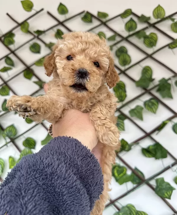 Mini Aprikot Poodle Yavrularımız
