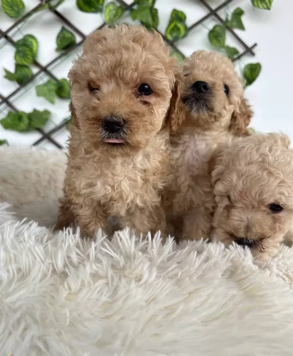 Mini Aprikot Poodle Yavrularımız
