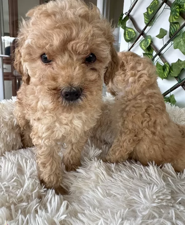 Mini Aprikot Poodle Yavrularımız