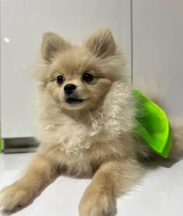 Mini Pomeranian Full Asılı Eğitimli Altı Aylık Disi