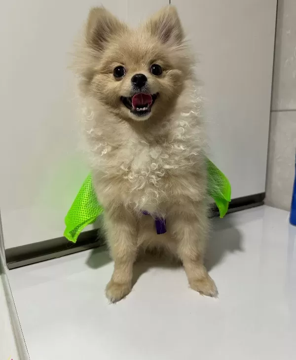 Mini Pomeranian Full Asılı Eğitimli Altı Aylık Disi