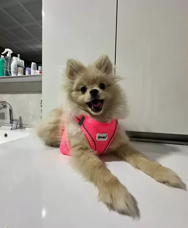 Mini Pomeranian Full Asılı Eğitimli Altı Aylık Disi