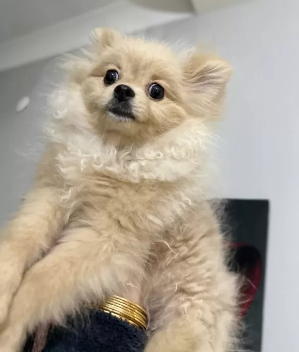 Mini Pomeranian Full Asılı Eğitimli Altı Aylık Disi