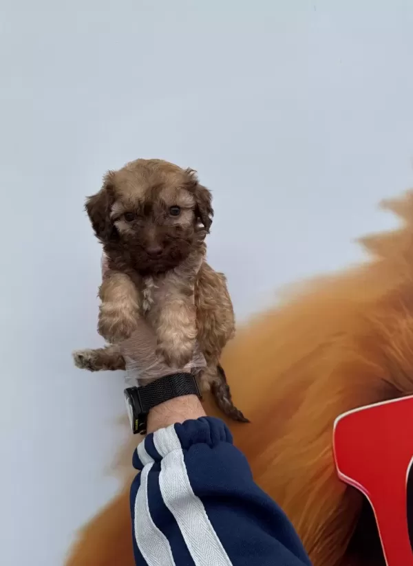 Nadir Bulununan Cikolata Renkli Gozlu Maltipoo Yavrularımız