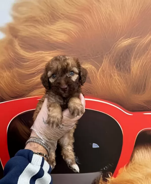 Nadir Bulununan Cikolata Renkli Gozlu Maltipoo Yavrularımız
