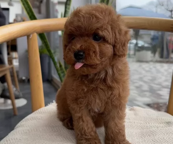 Biblo Gibi Toy Poodle Bebekler
