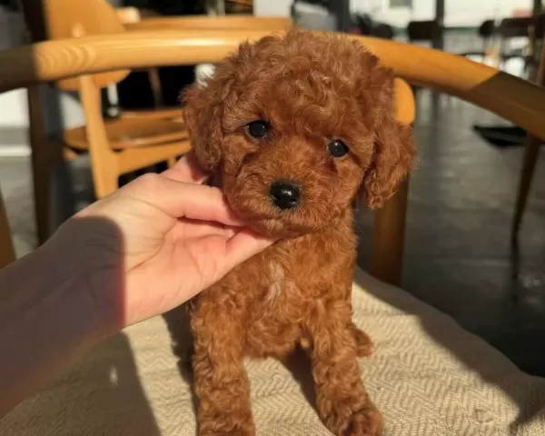 Isık Sacan Kalite Toy Poodle Bebekler