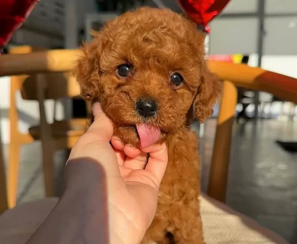 Isık Sacan Kalite Toy Poodle Bebekler