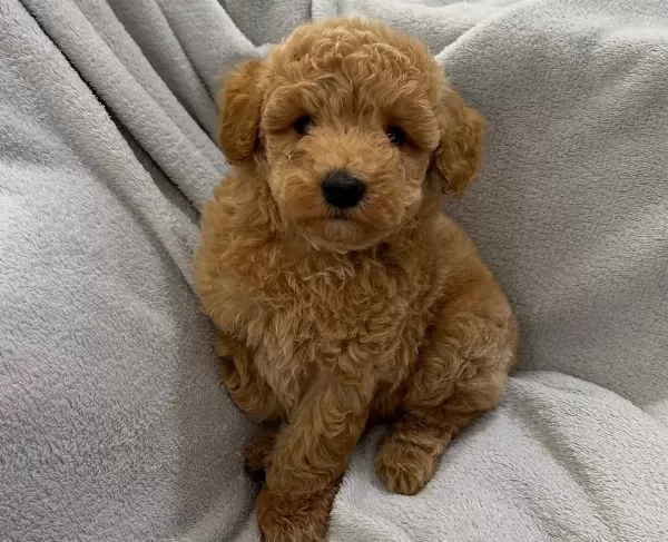 Tombik Toy Poodle Bebekler