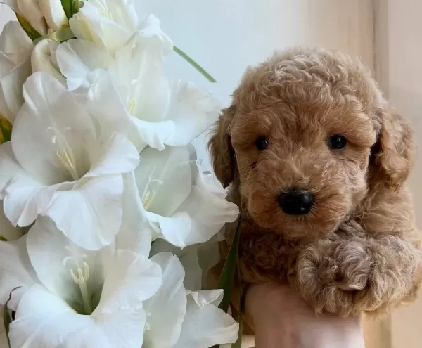 Tombik Toy Poodle Bebekler