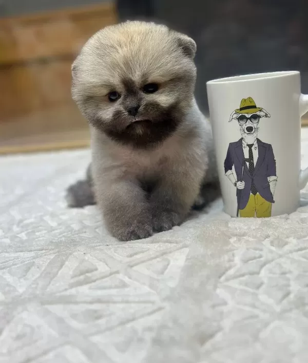 Ayı Surat Pomeranian Boo Yavrularımız