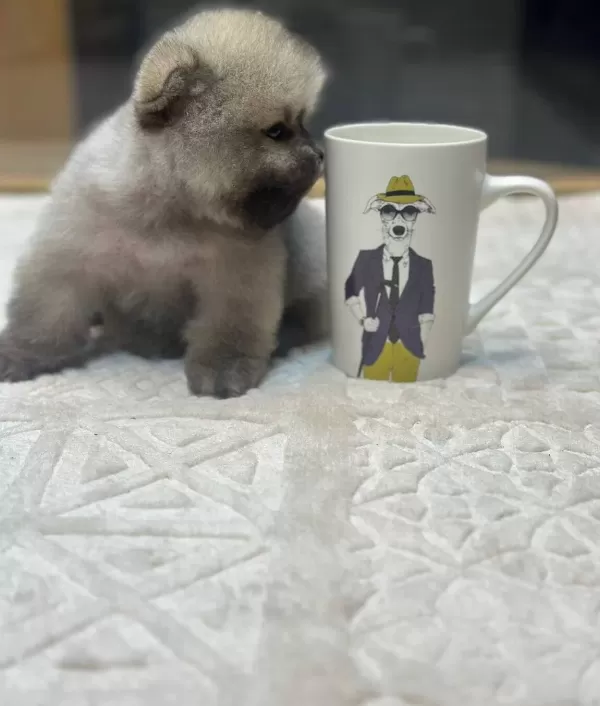 Ayı Surat Pomeranian Boo Yavrularımız