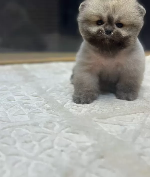 Ayı Surat Pomeranian Boo Yavrularımız