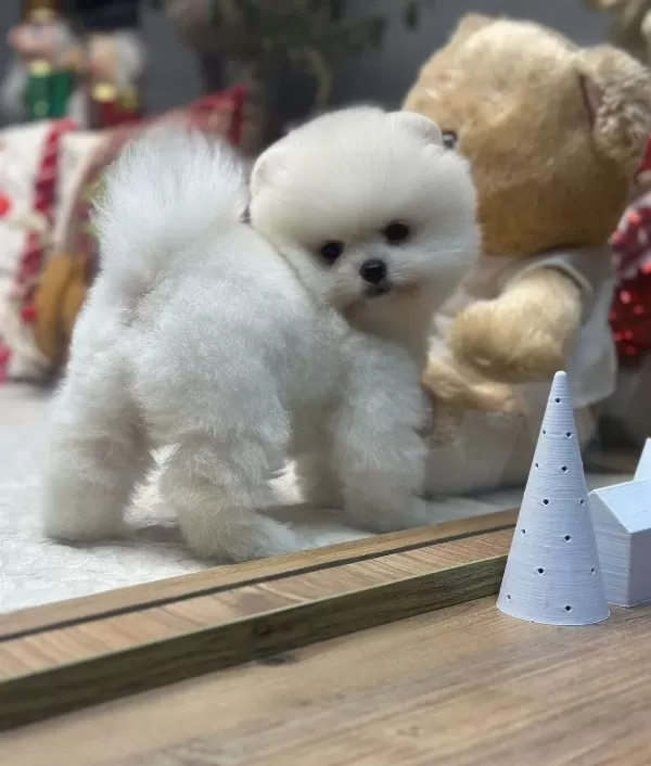 White Pomeranian Boo Pupy