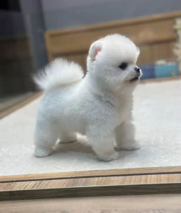 White Pomeranian Boo Pupy