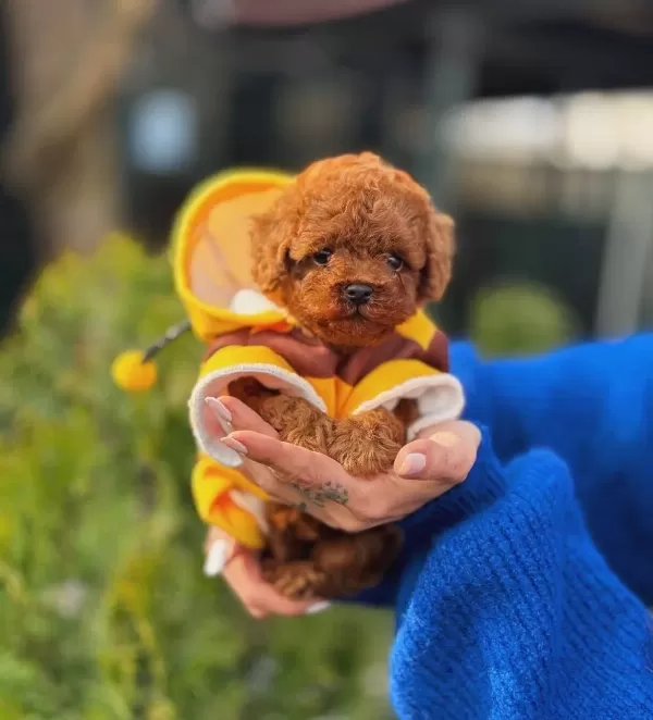 Tedy Micro Poodle Yavrularımız