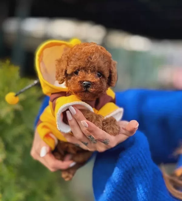 Tedy Micro Poodle Yavrularımız