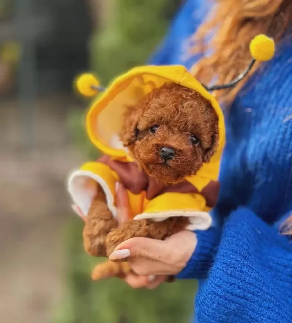 Tedy Micro Poodle Yavrularımız