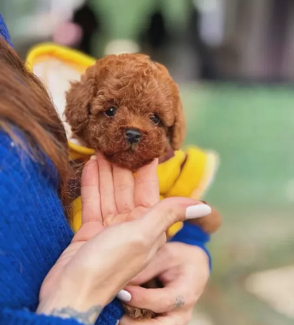 Tedy Micro Poodle Yavrularımız