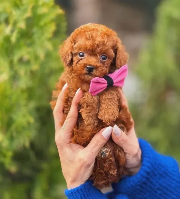 Orjinal Irk Garantili Yavrular