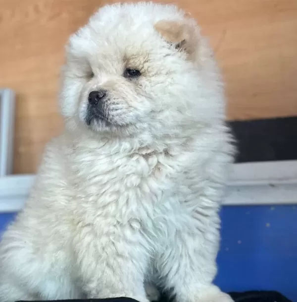 Ayı Surat Chow Chow Yavruları