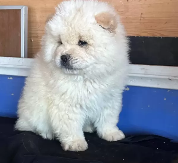 Ayı Surat Chow Chow Yavruları