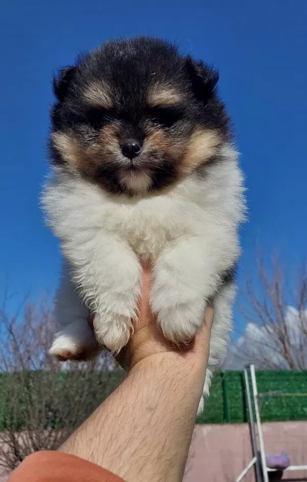 Show Kalite Tea Cup Pomeranian Yavrularımız