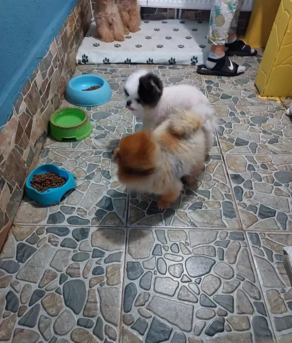 Show Kalite Tea Cup Pomeranian Yavrularımız