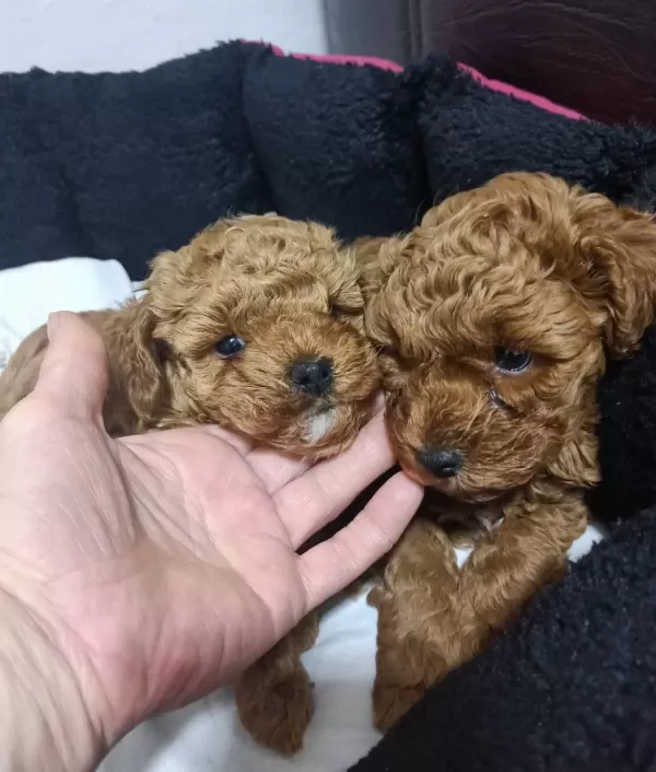 Oyuncu Chocolate Poodle Yavrularımız