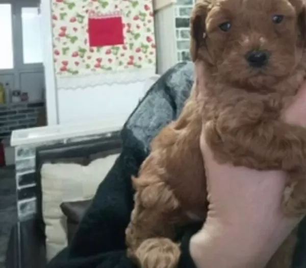 Oyuncu Chocolate Poodle Yavrularımız