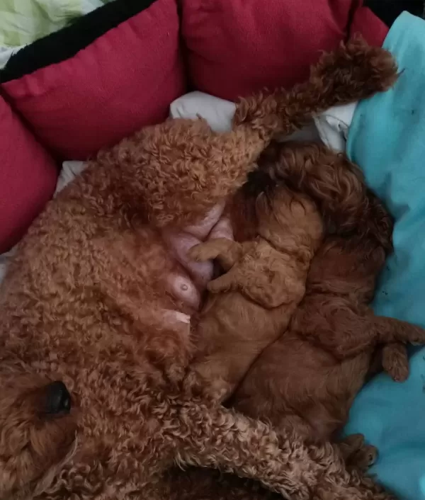 Oyuncu Chocolate Poodle Yavrularımız