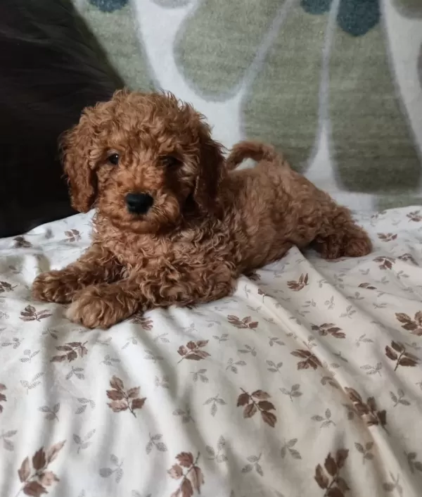 Oyuncu Chocolate Poodle Yavrularımız