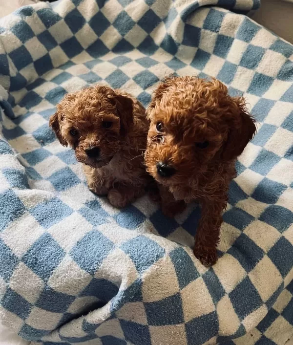 Oyuncu Chocolate Poodle Yavrularımız