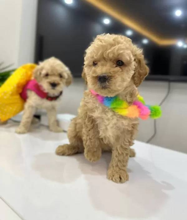 Harika Toy Poodle Yavrularımız