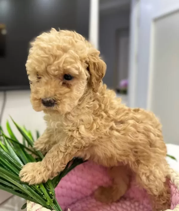 Harika Toy Poodle Yavrularımız