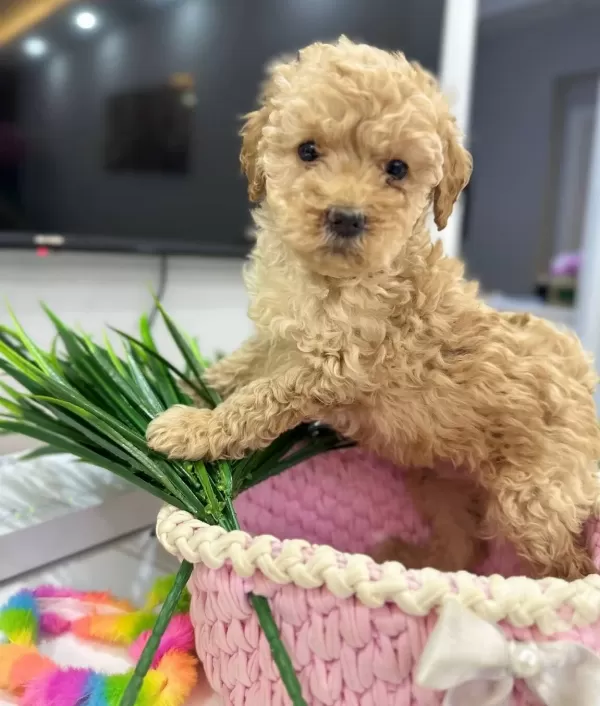 Harika Toy Poodle Yavrularımız