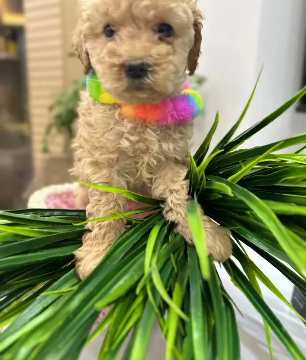 Harika Toy Poodle Yavrularımız
