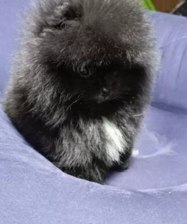 Ust Kalite Mikro Boy Teddy Bear Pomeranian Boo