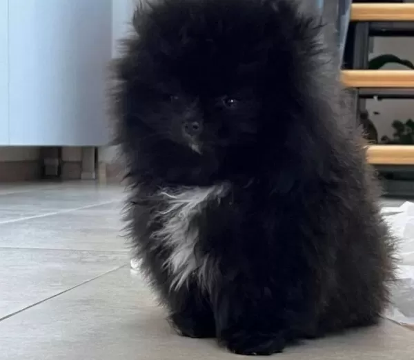 Ust Kalite Mikro Boy Teddy Bear Pomeranian Boo