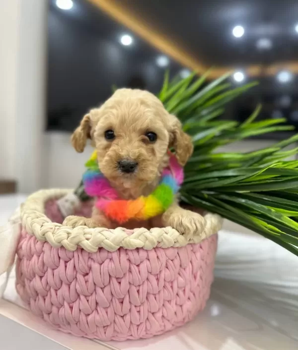 Tuvalet Eğitimli Mini Maltipoo Yavruları