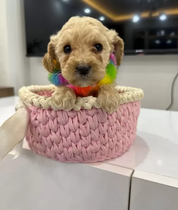 Tuvalet Eğitimli Mini Maltipoo Yavruları