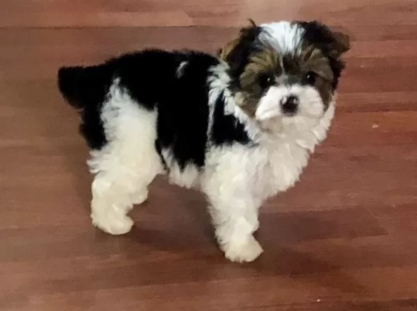 Ev Ortamında Yetisen Akıllı Shih Tzu Yavruları