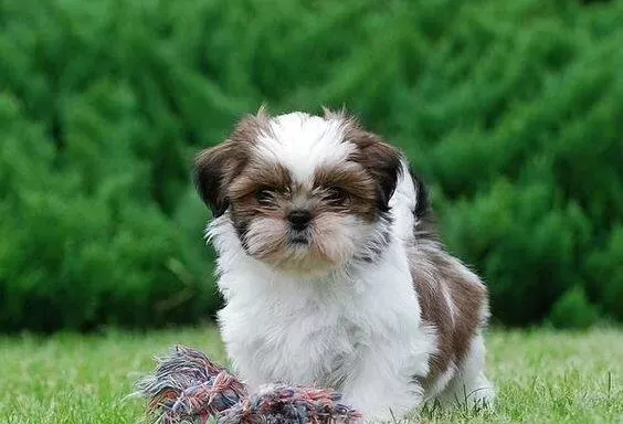 Shihtzu Cinsi Yavrular Ev Uretimi