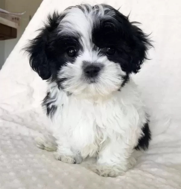 Shihtzu Cinsi Yavrular Ev Uretimi